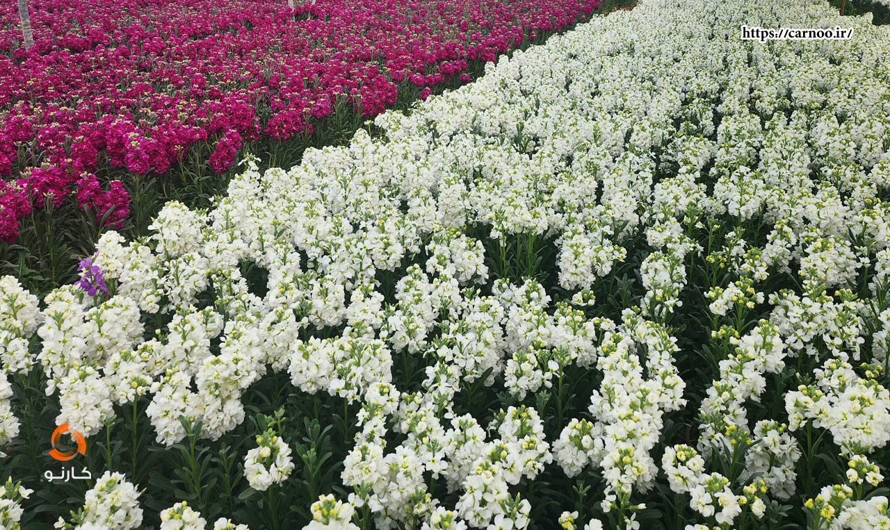 نوروز 1404 norooz